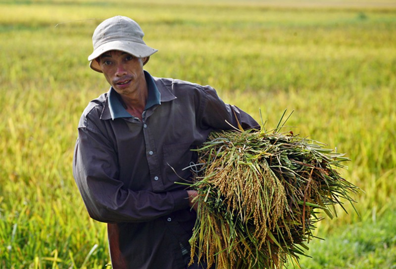 Mùa vàng trên cánh đồng miền Bắc - ảnh 3