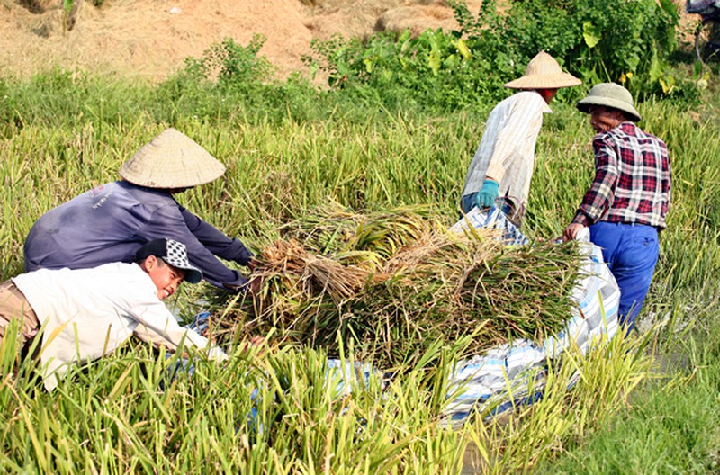 Mùa vàng trên cánh đồng miền Bắc - ảnh 5