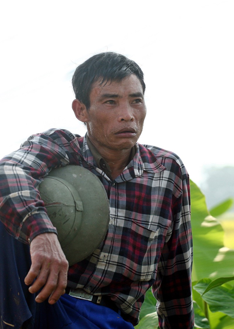 Mùa vàng trên cánh đồng miền Bắc - ảnh 11