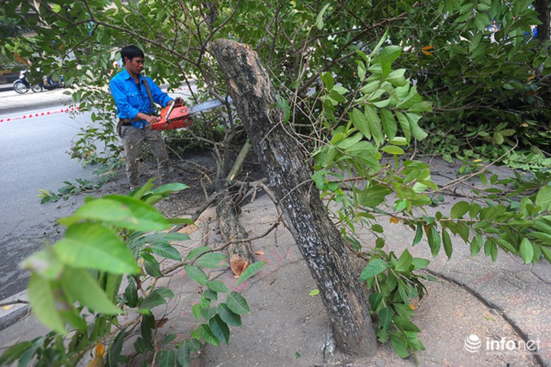Hà Nội: Chặt cây già cỗi, thay thế cây mới ở đường Kim Mã - ảnh 5