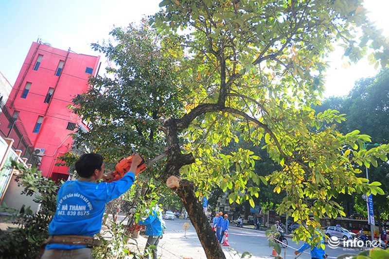 Hà Nội: Chặt cây già cỗi, thay thế cây mới ở đường Kim Mã - ảnh 8