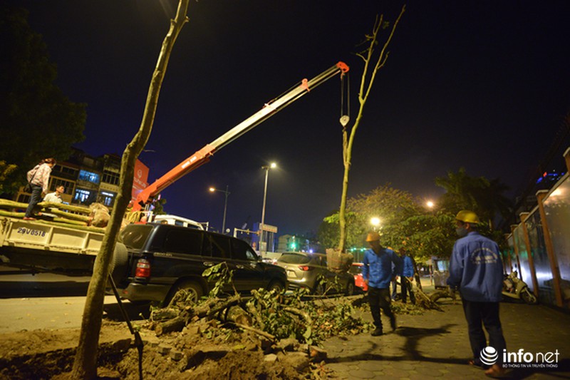 Hà Nội: Chặt cây già cỗi, thay thế cây mới ở đường Kim Mã - ảnh 9