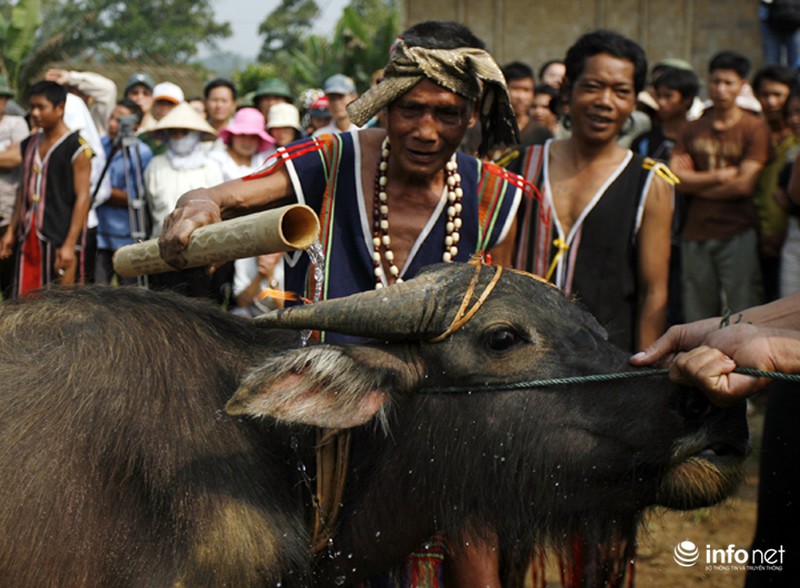 Cận cảnh lễ tế thần Việt Nam: Lễ chém trâu của người Brâu - ảnh 8