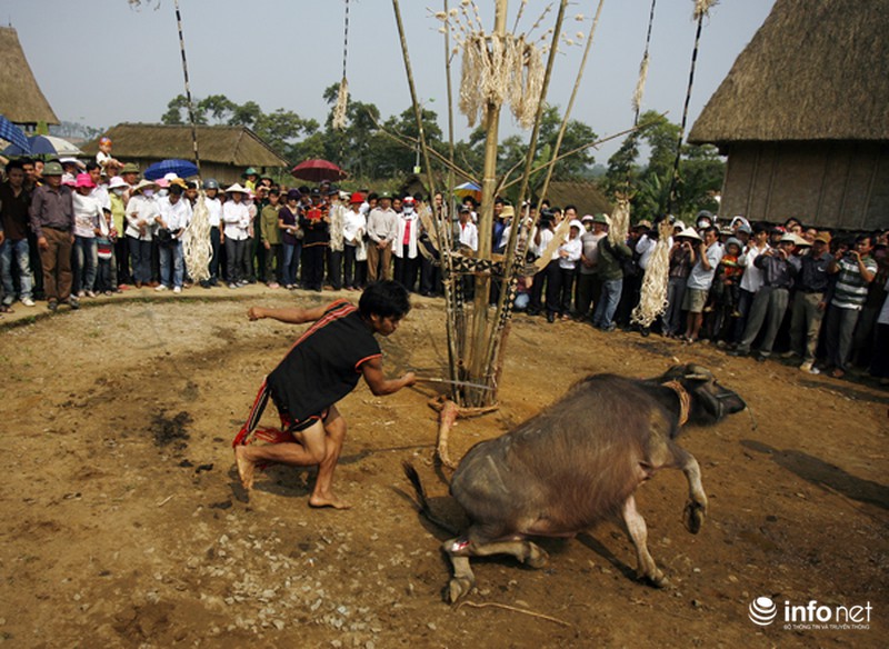 Cận cảnh lễ tế thần Việt Nam: Lễ chém trâu của người Brâu - ảnh 9