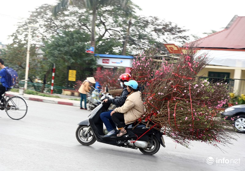 Hoa đào bắt đầu tràn về phố - ảnh 11