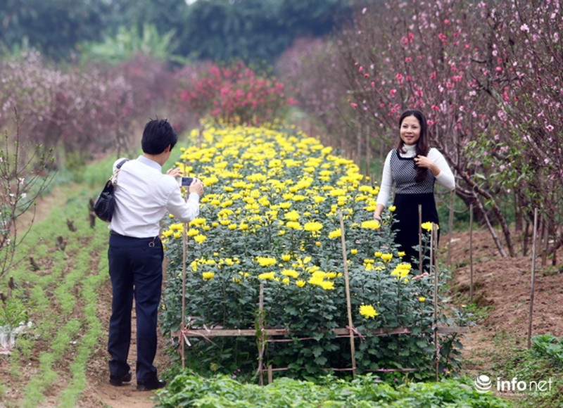 Hoa đào bắt đầu tràn về phố - ảnh 2