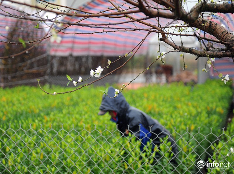 Cận cảnh