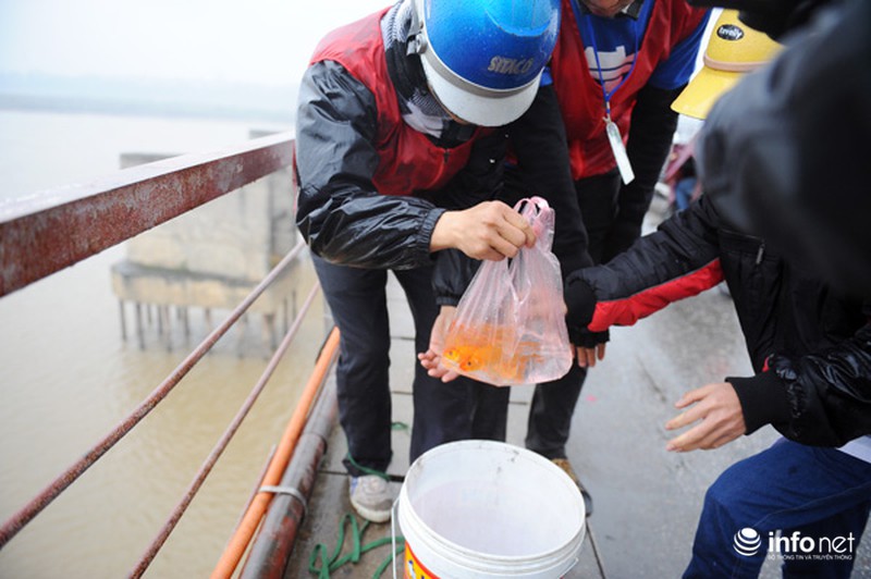 Bạn trẻ đắm mình trong mưa rét cứu cá chép - ảnh 5