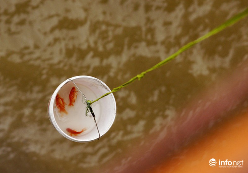 Bạn trẻ đắm mình trong mưa rét cứu cá chép - ảnh 6