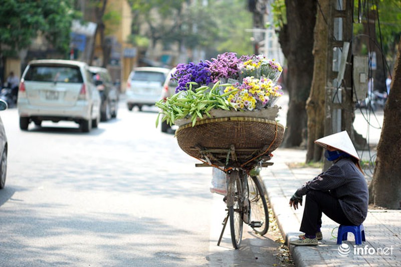 Hoa loa kèn xuống phố sớm - ảnh 1