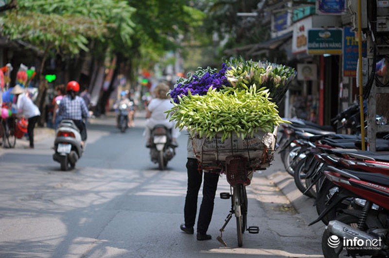 Hoa loa kèn xuống phố sớm - ảnh 2