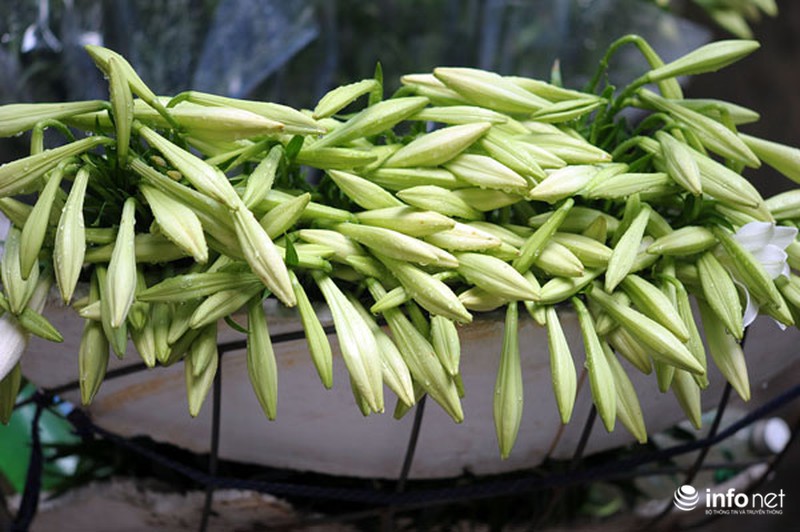 Hoa loa kèn xuống phố sớm - ảnh 4