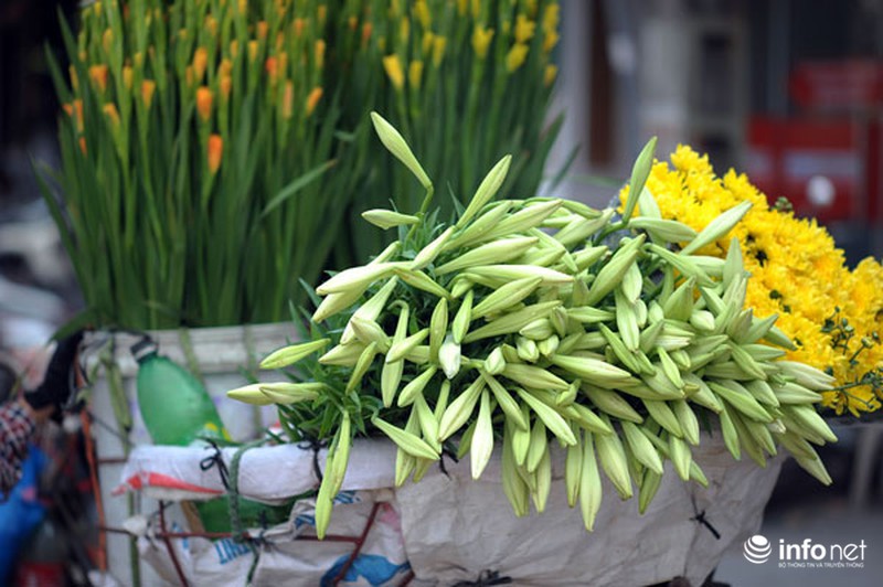 Hoa loa kèn xuống phố sớm - ảnh 7