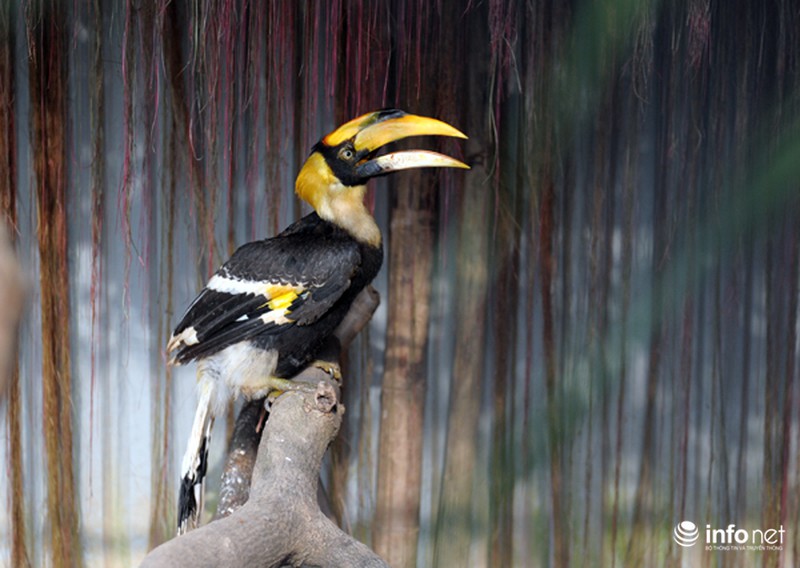 Chim cổ quý hiếm Hồng Hoàng đang được nuôi dưỡng tại Hà Nội - ảnh 3