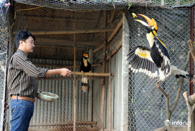 Chim cổ quý hiếm Hồng Hoàng đang được nuôi dưỡng tại Hà Nội - ảnh 4