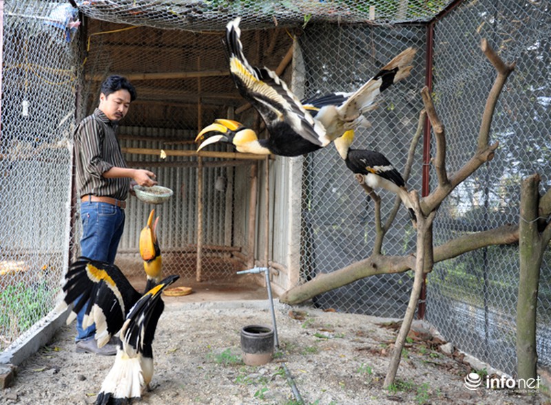 Chim cổ quý hiếm Hồng Hoàng đang được nuôi dưỡng tại Hà Nội - ảnh 1