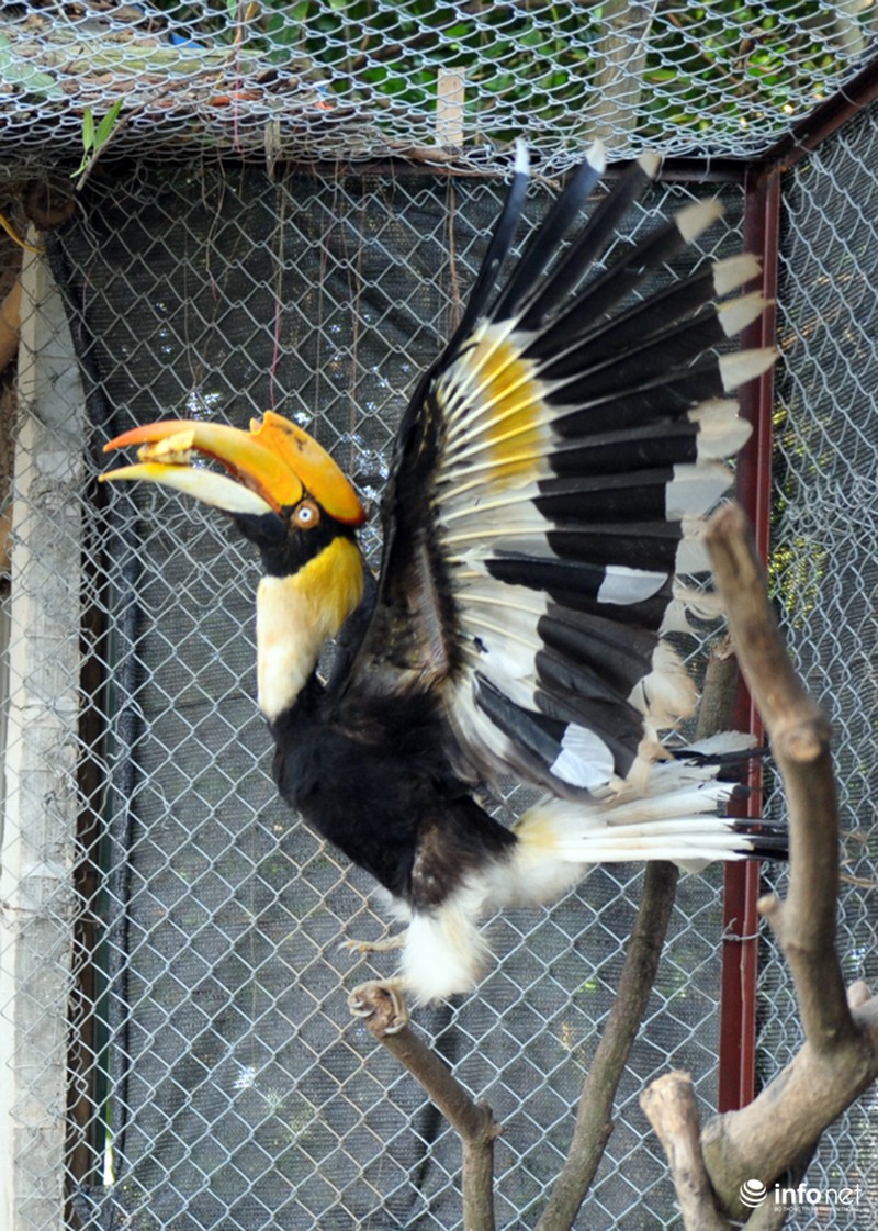 Chim cổ quý hiếm Hồng Hoàng đang được nuôi dưỡng tại Hà Nội - ảnh 6