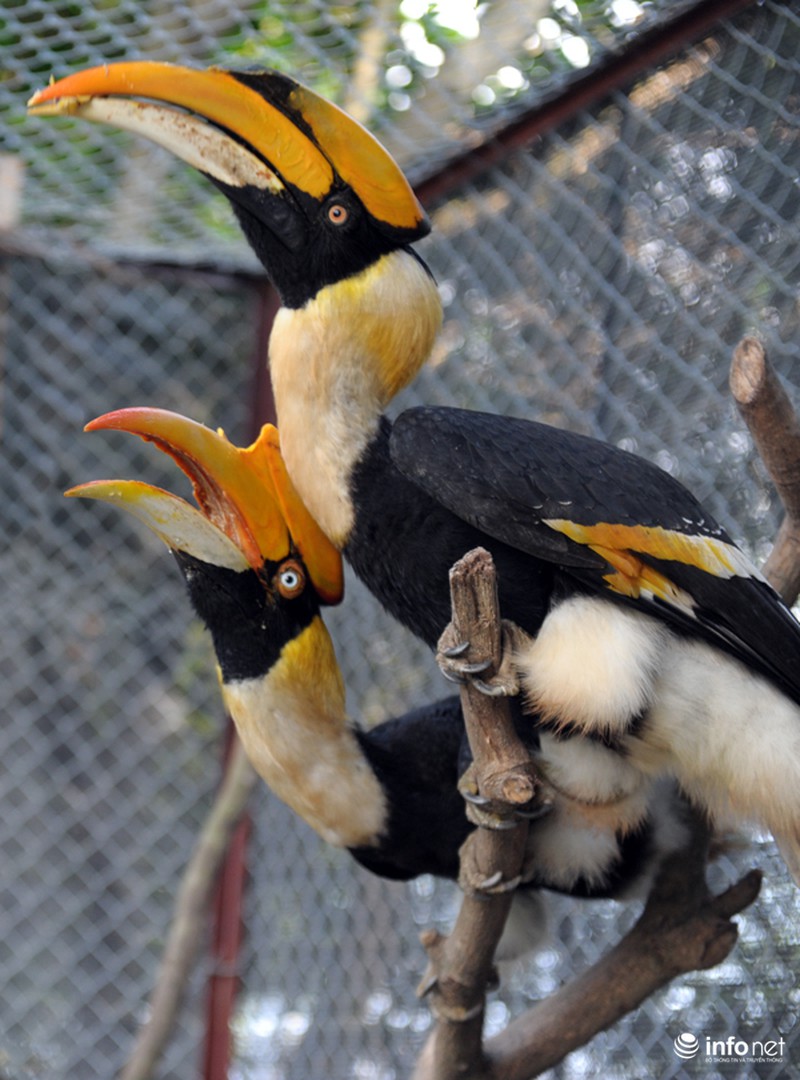 Chim cổ quý hiếm Hồng Hoàng đang được nuôi dưỡng tại Hà Nội - ảnh 8