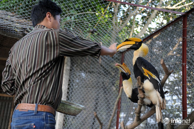 Chim cổ quý hiếm Hồng Hoàng đang được nuôi dưỡng tại Hà Nội - ảnh 9