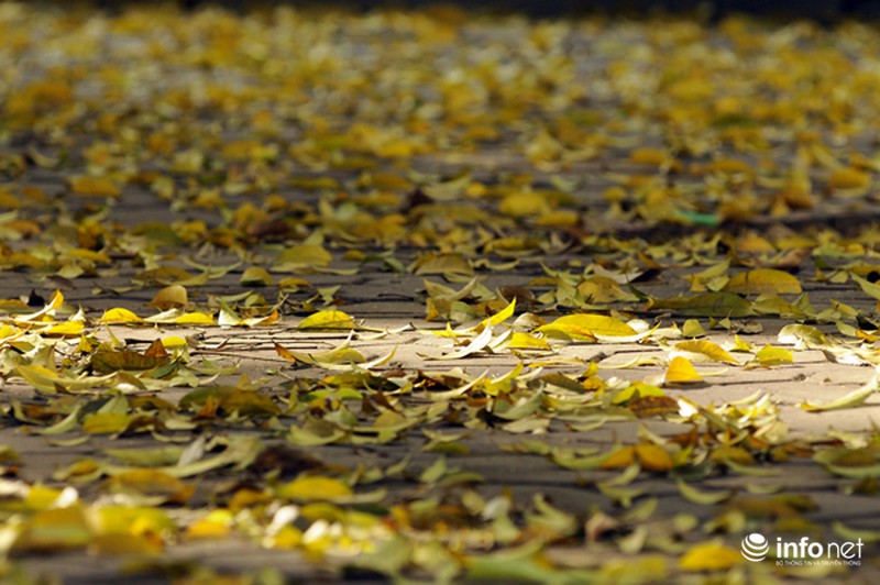 Du lịch Hà Nội: Thành phố đẹp dịu dàng mùa lá rụng - ảnh 1