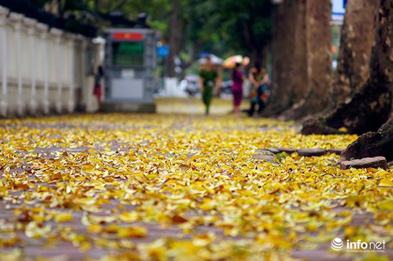 Du lịch Hà Nội: Thành phố đẹp dịu dàng mùa lá rụng - ảnh 11