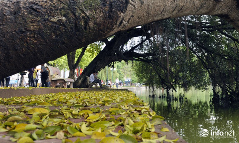Du lịch Hà Nội: Thành phố đẹp dịu dàng mùa lá rụng - ảnh 4