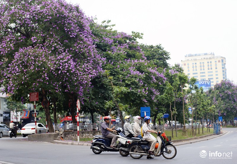 Hoa bằng lăng tím ngợp đường phố Hà Nội - ảnh 1