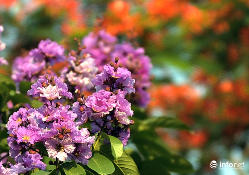 Hoa bằng lăng tím ngợp đường phố Hà Nội - ảnh 11