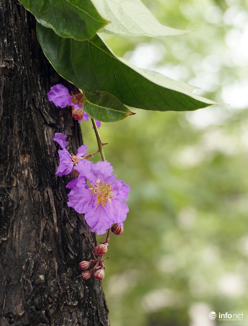 Hoa bằng lăng tím ngợp đường phố Hà Nội - ảnh 2