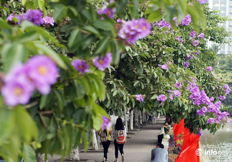 Hoa bằng lăng tím ngợp đường phố Hà Nội - ảnh 3