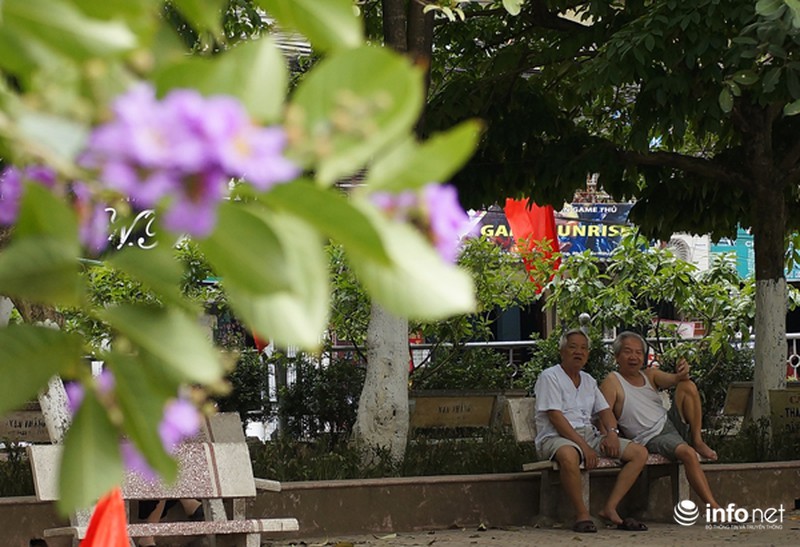 Hoa bằng lăng tím ngợp đường phố Hà Nội - ảnh 4