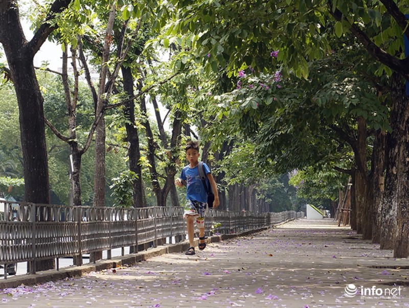 Hoa bằng lăng tím ngợp đường phố Hà Nội - ảnh 5