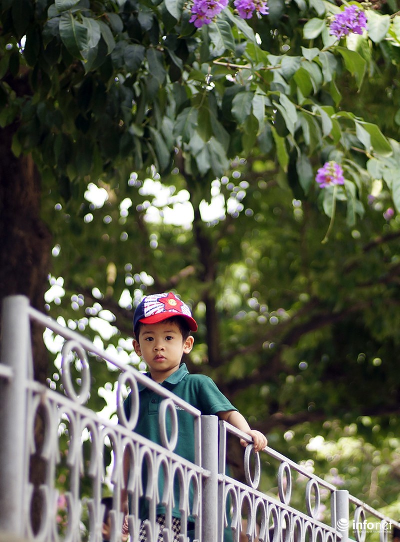 Hoa bằng lăng tím ngợp đường phố Hà Nội - ảnh 6