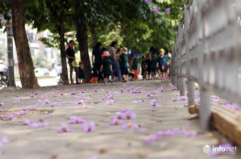 Hoa bằng lăng tím ngợp đường phố Hà Nội - ảnh 7