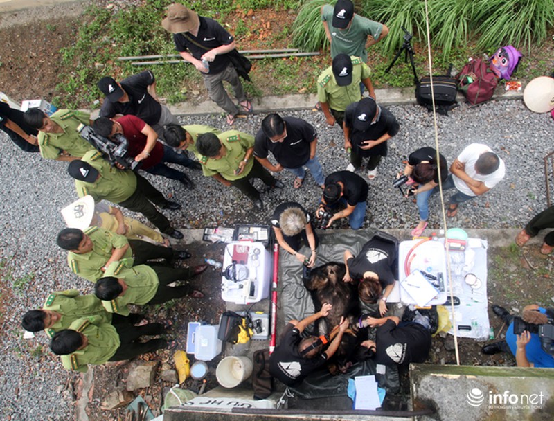 Việt Nam lần đầu tiên cứu hộ gấu trên biển Quảng Ninh - ảnh 1