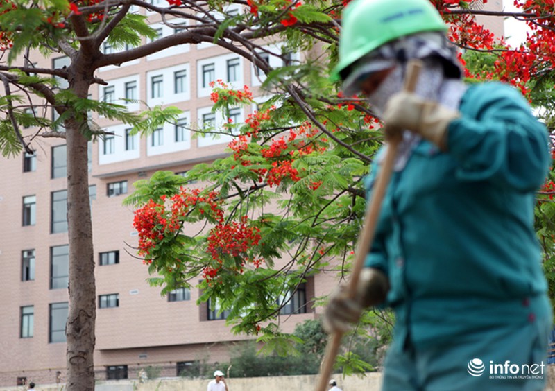 Phượng đỏ thắm ngợp trời Hạ Long - ảnh 10