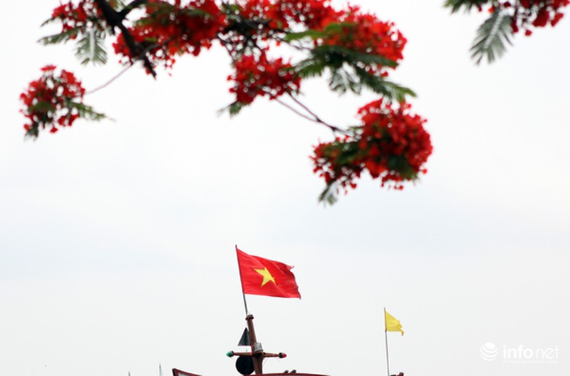 Phượng đỏ thắm ngợp trời Hạ Long - ảnh 11