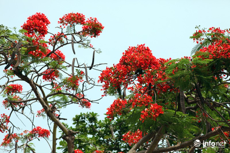 Phượng đỏ thắm ngợp trời Hạ Long - ảnh 2