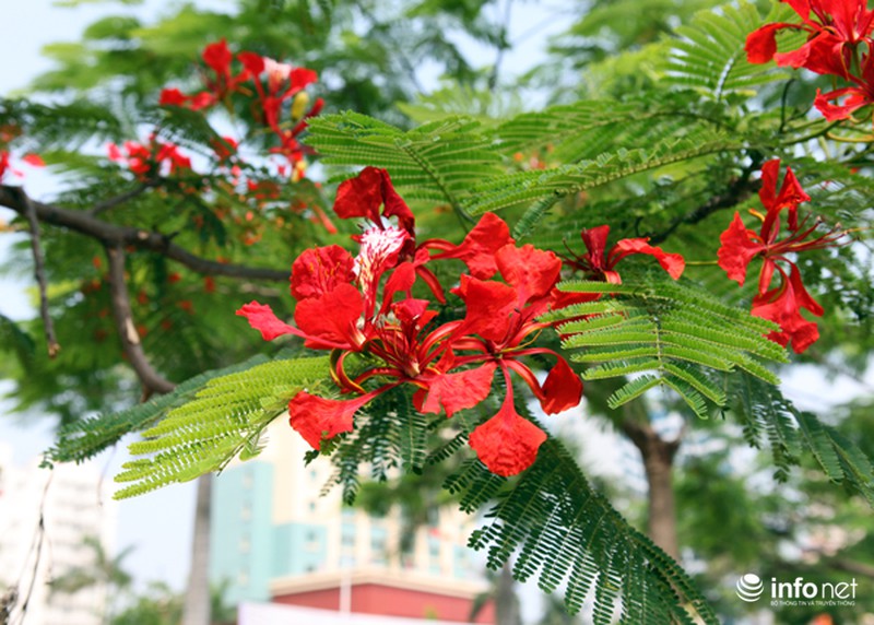 Phượng đỏ thắm ngợp trời Hạ Long - ảnh 3