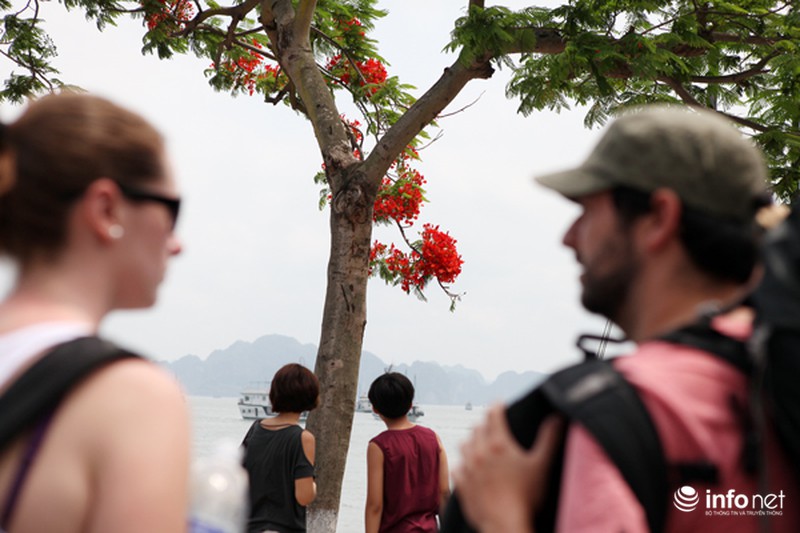 Phượng đỏ thắm ngợp trời Hạ Long - ảnh 4