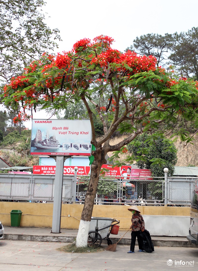 Phượng đỏ thắm ngợp trời Hạ Long - ảnh 5