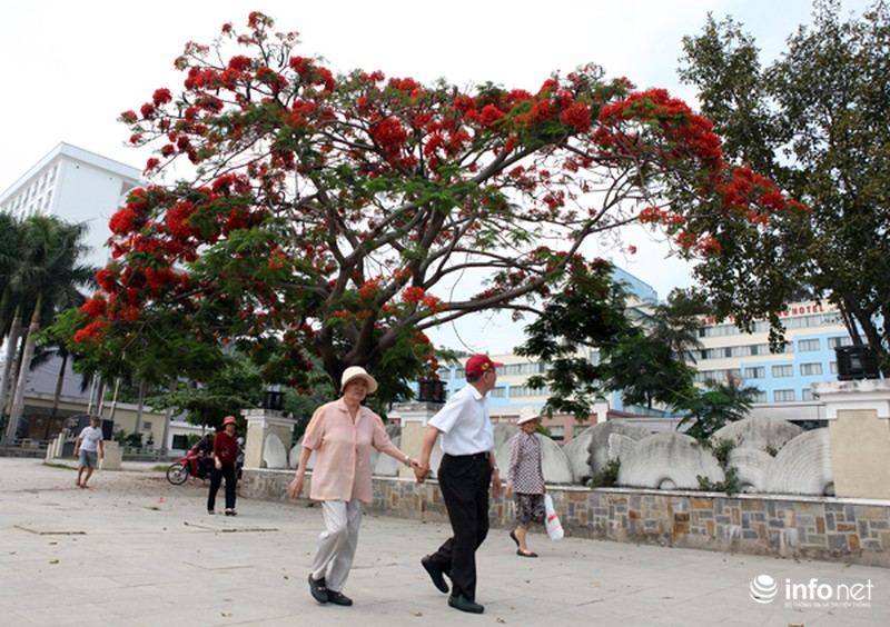 Phượng đỏ thắm ngợp trời Hạ Long - ảnh 6