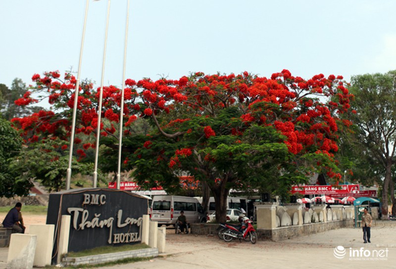 Phượng đỏ thắm ngợp trời Hạ Long - ảnh 7