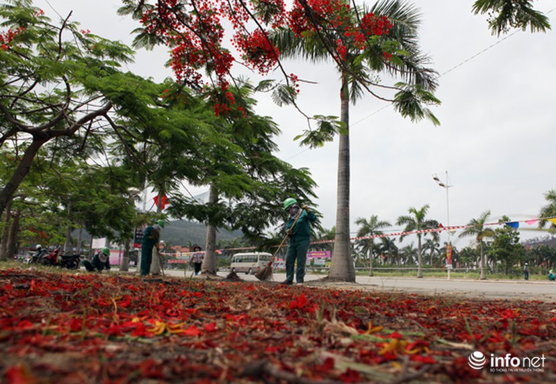 Phượng đỏ thắm ngợp trời Hạ Long - ảnh 8