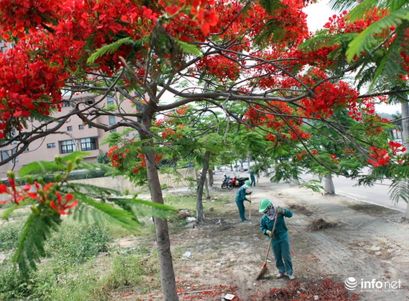 Phượng đỏ thắm ngợp trời Hạ Long - ảnh 9