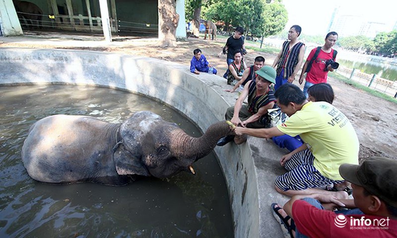 Tháo xích cho voi vườn thú Hà Nội - ảnh 3