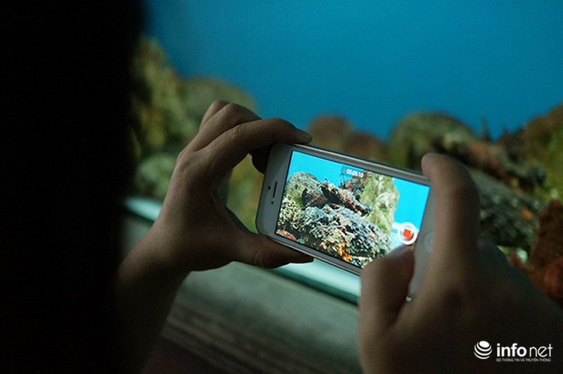 Cận cảnh loài cá