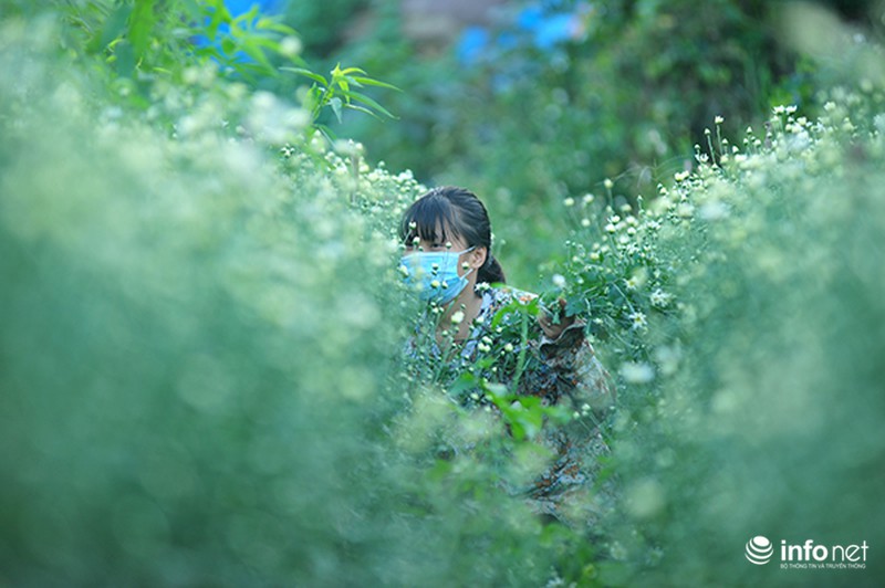 Thanh tao mùa cúc họa mi - ảnh 1