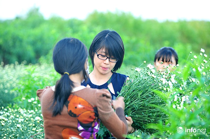 Thanh tao mùa cúc họa mi - ảnh 2