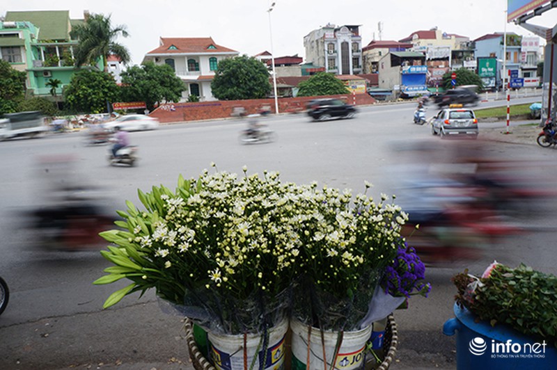 Thanh tao mùa cúc họa mi - ảnh 7